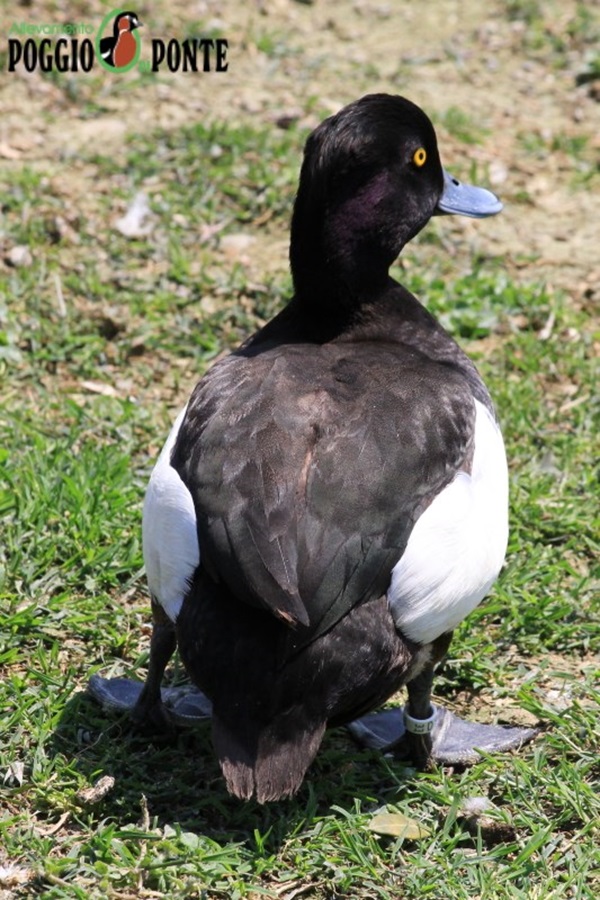 Maschio di Moretta (Aythya fuligula) 