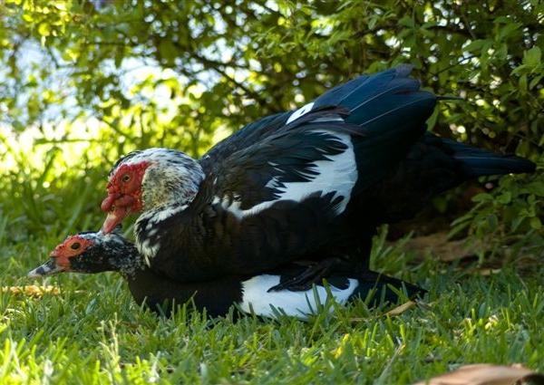 Maschio di Anatra Muta o di Barberia domestica 