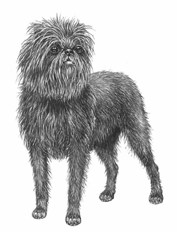 Affenpinscher