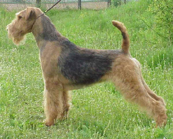 airedale terrier puppies. Photo of Airedale Terriers Of