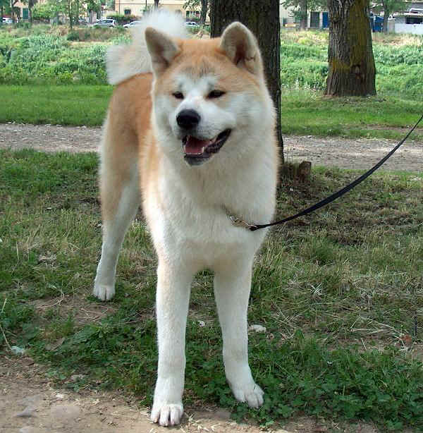 Akita Inu