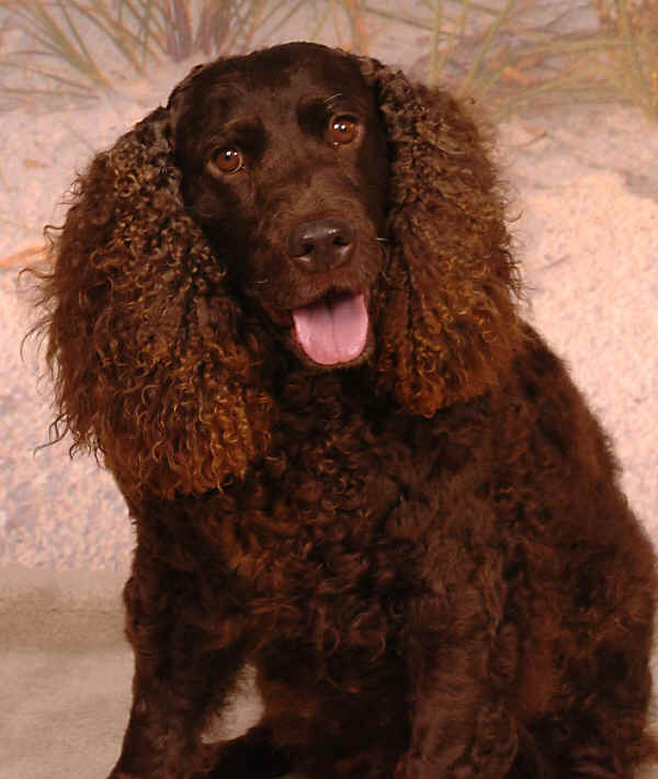 American Water Spaniel