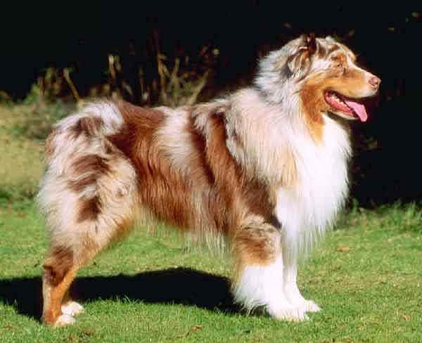 Australian Shepherd