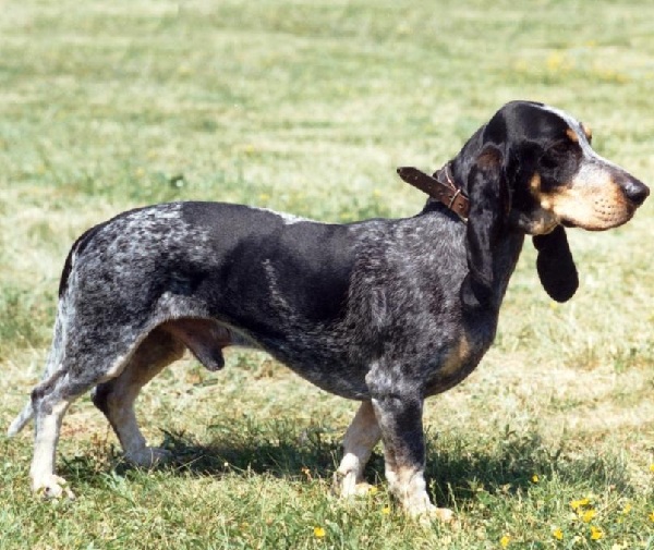 Basset Bleu de Gascogne