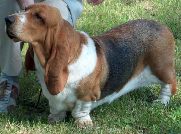 Basset-Hound