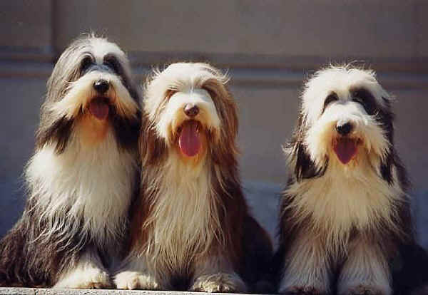 Bearded Collie