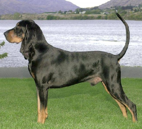 Black And Tan Hound. Black and Tan Coonhound (foto