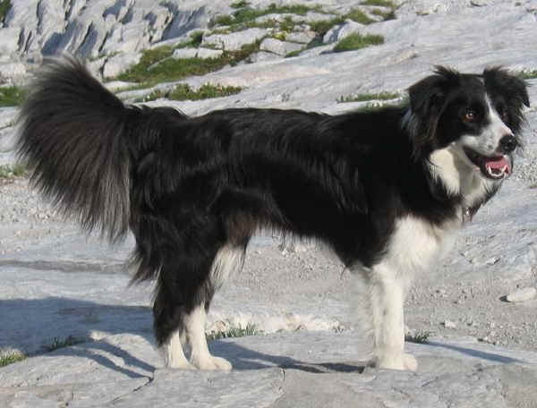 Border Collie