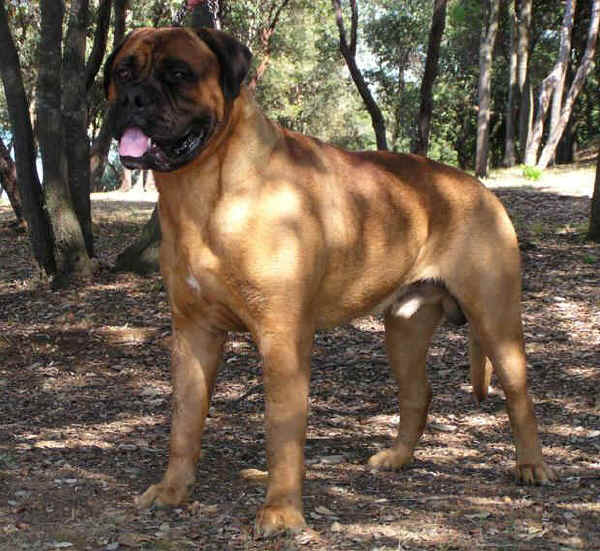 Bullmastiff