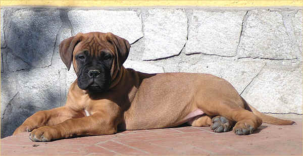 Bullmastiff