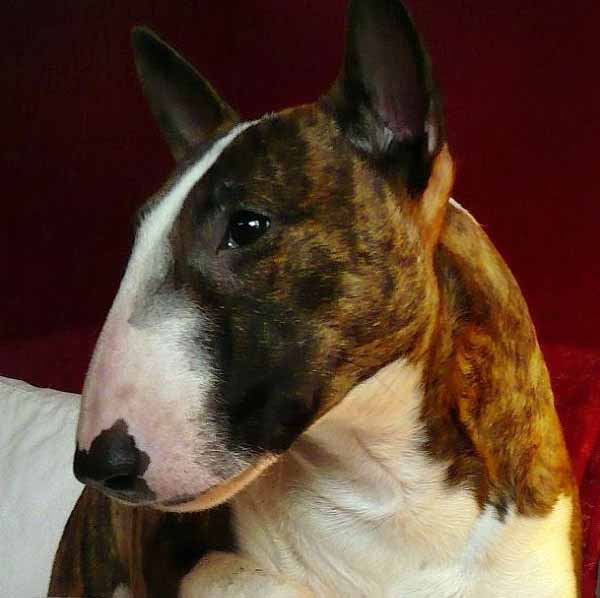 Bull Terrier Miniature