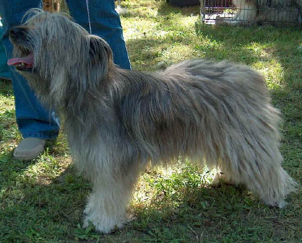 Cane da Pastore dei Pirenei a pelo lungo