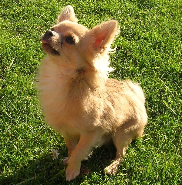 Chihuahua Pelo Lungo