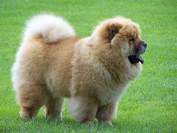 chowchow