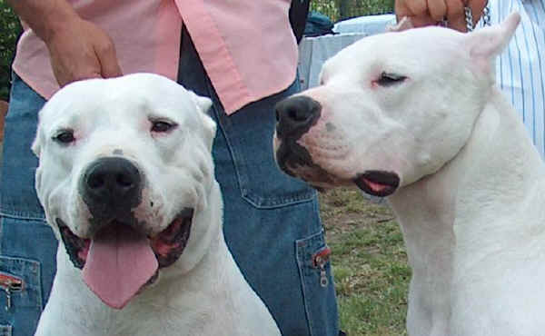 dogo argentino hunting boar. A hunting dogthe dogo an