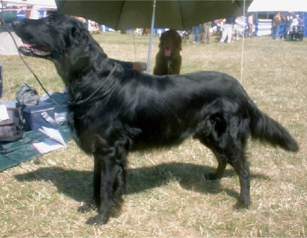 Flat-Coated Retriever