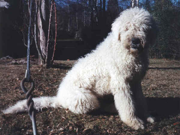 Komondor