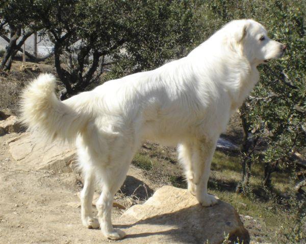 Mastino Abruzzese