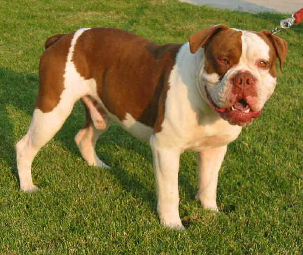 Olde English Bulldogge