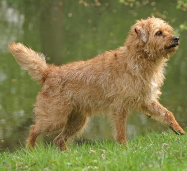 Smoushound Olandese