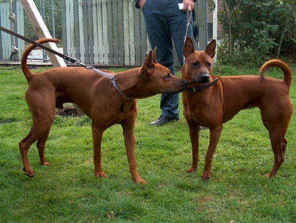 Thai Ridgeback Dog