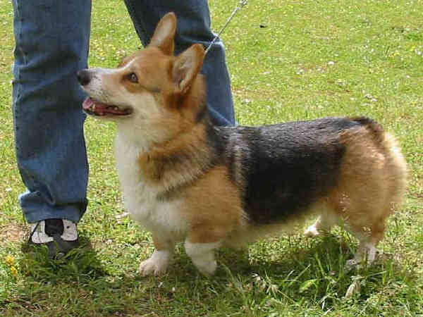 Welsh Corgi Pembroke