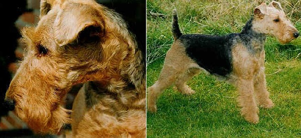 Welsh Terrier