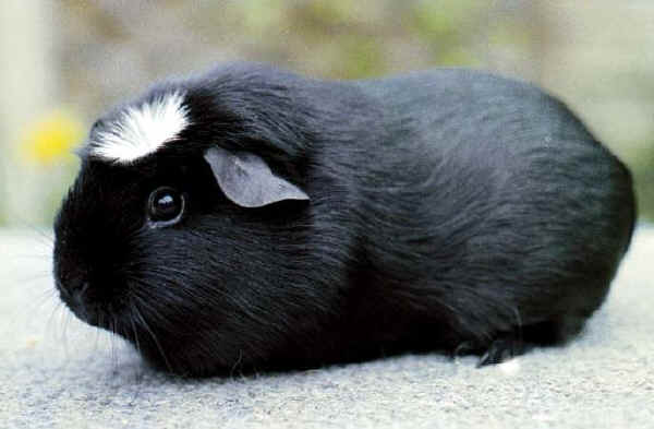 Cavia American Crested Black