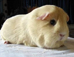 Cavia Self Cream 