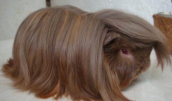 Cavia Peruvian Cream Satin 