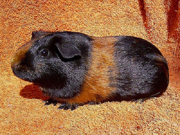 Cavia Tortoiseshell 