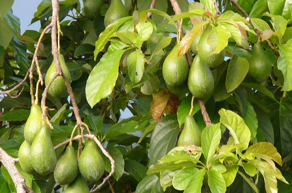 Frutti di Avocado - Persea americana Mill.