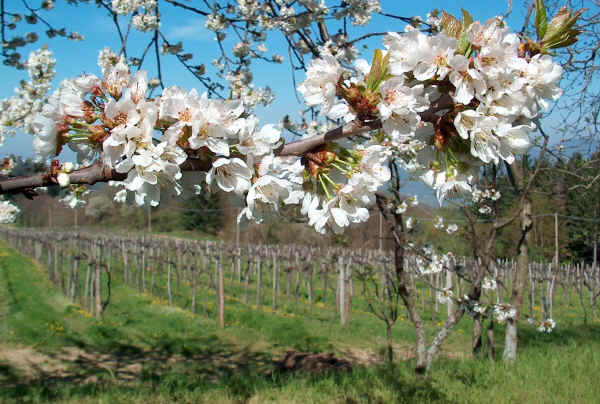 Ramo di Ciliegio dolce in fiore 