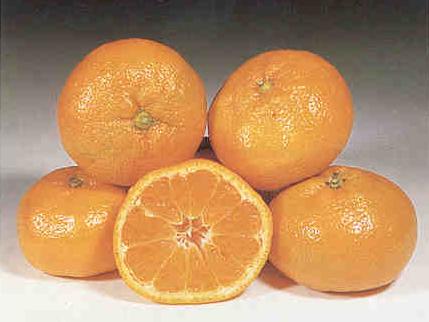 Mandarancio (Citrus reticulata - Citrus clementina)