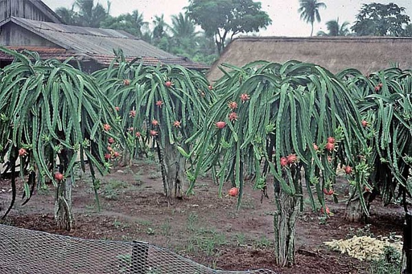 Frutti di Pitahaya o Pitaya a polpa bianca