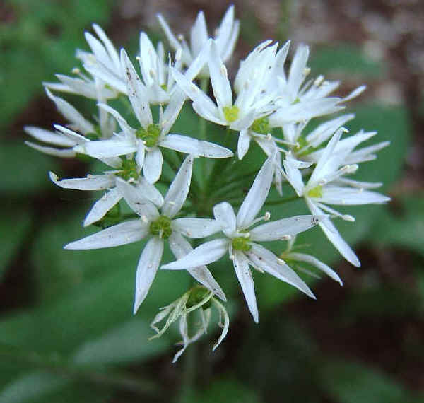 Fiori di Aglio orsino - Allium ursinum L.