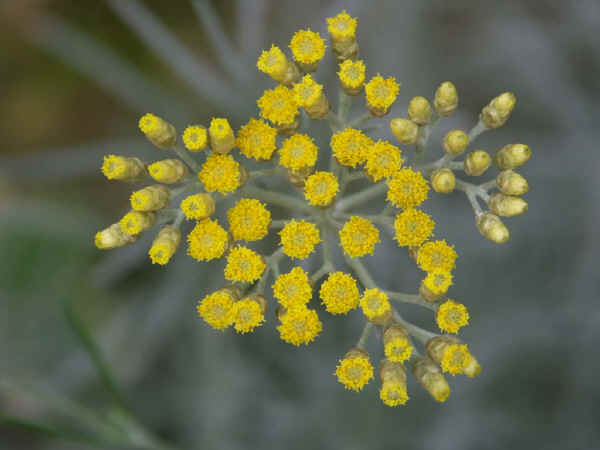 Infiorescenza di Elicriso - Helichrysum italicum subsp. italicum