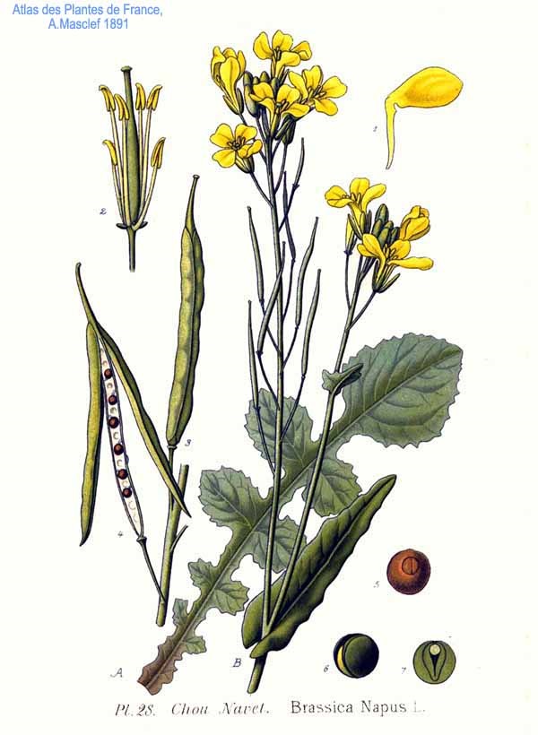 Coltivare la Colza Brassica napus L. var. Oleifera D.C. - Piante