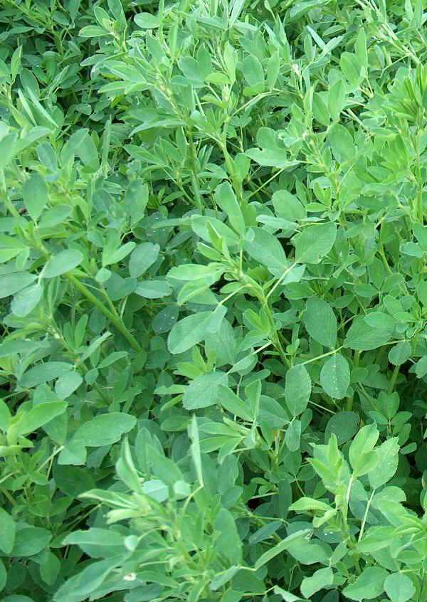 Erba medica - Medicago sativa L.