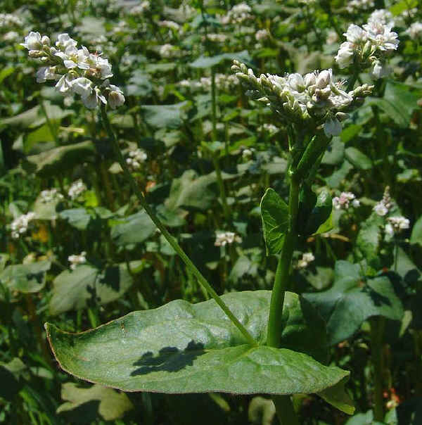 Infiorescenza di Grano Saraceno - Fagopyrum esculentum Moench.