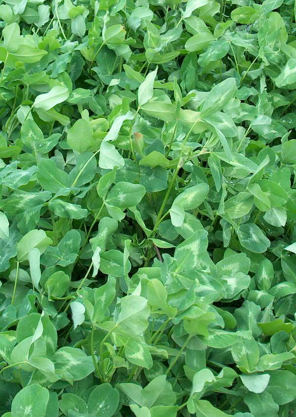 Trifoglio pratense o violetto - Trifolium pratense L.