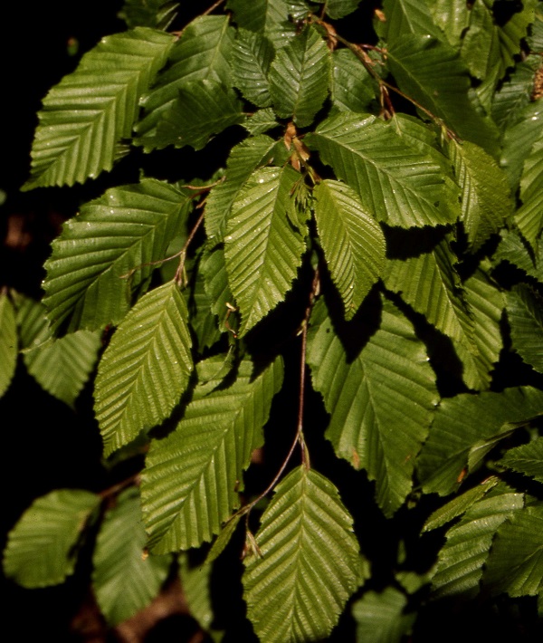 Carpino bianco