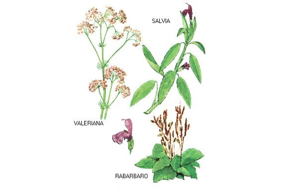 Rabarbaro - Salvia - Valeriana