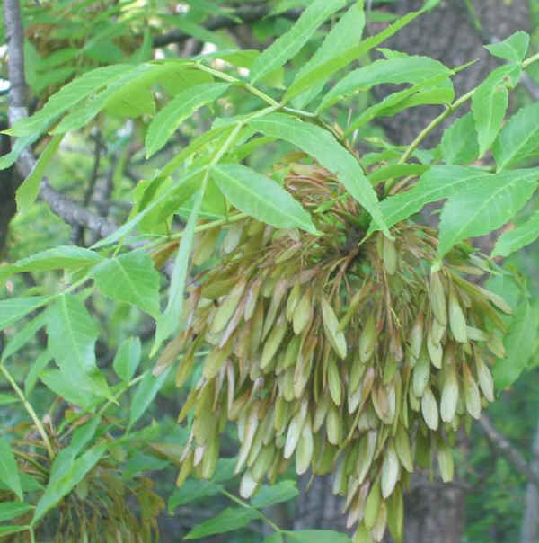 Foglie e frutti di Frassino maggiore