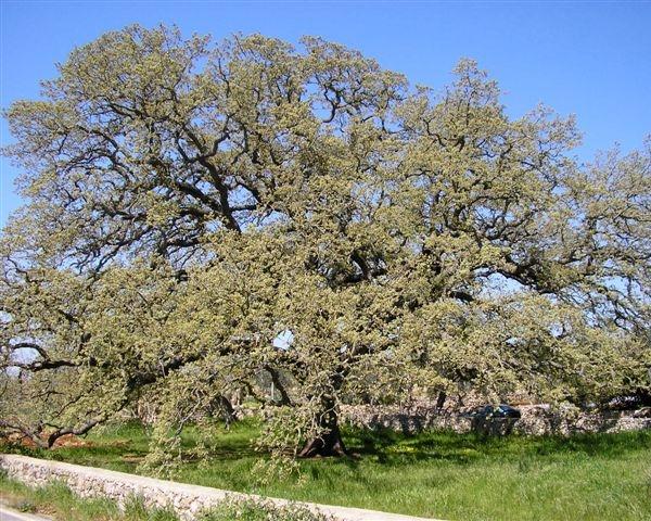 Quercia Vallonea