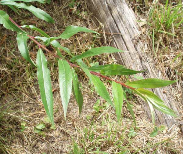 Foglie di Salice rosso - Salix purpurea L.