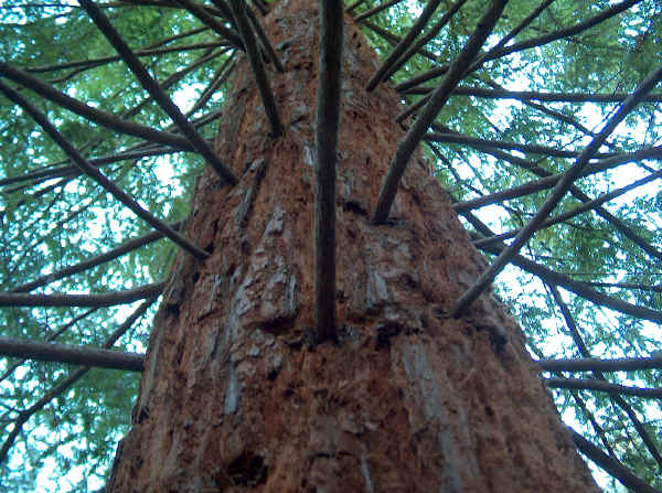 Sequoia sempervirens 