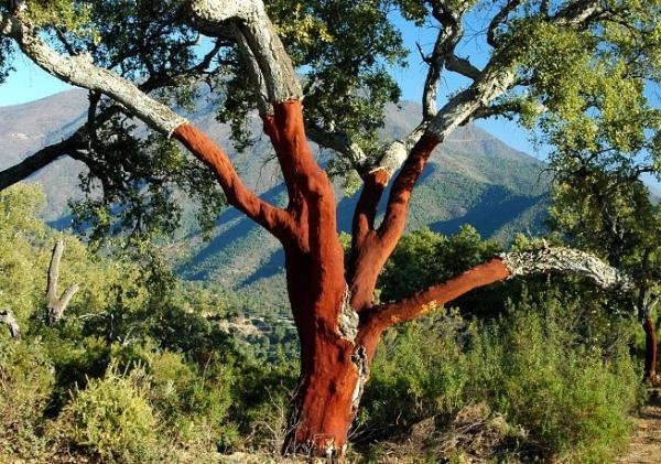 Corteccia di pino, vendita di corteccia di pino, cortecce di pino per