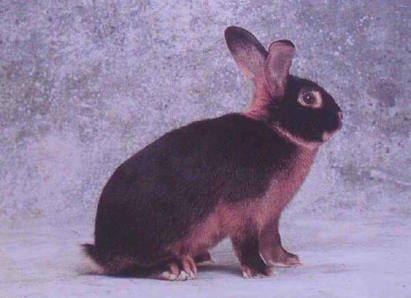 Coniglio femmina di razza "Focata"