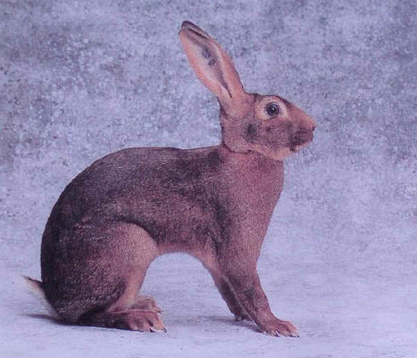Coniglio maschio di razza "Lepre" 